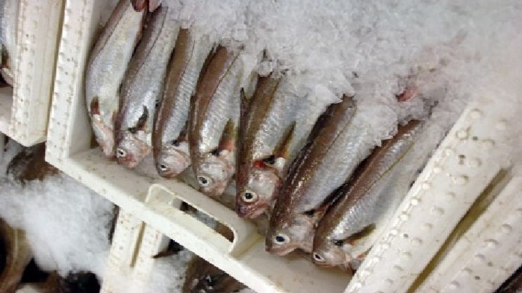 Whiting