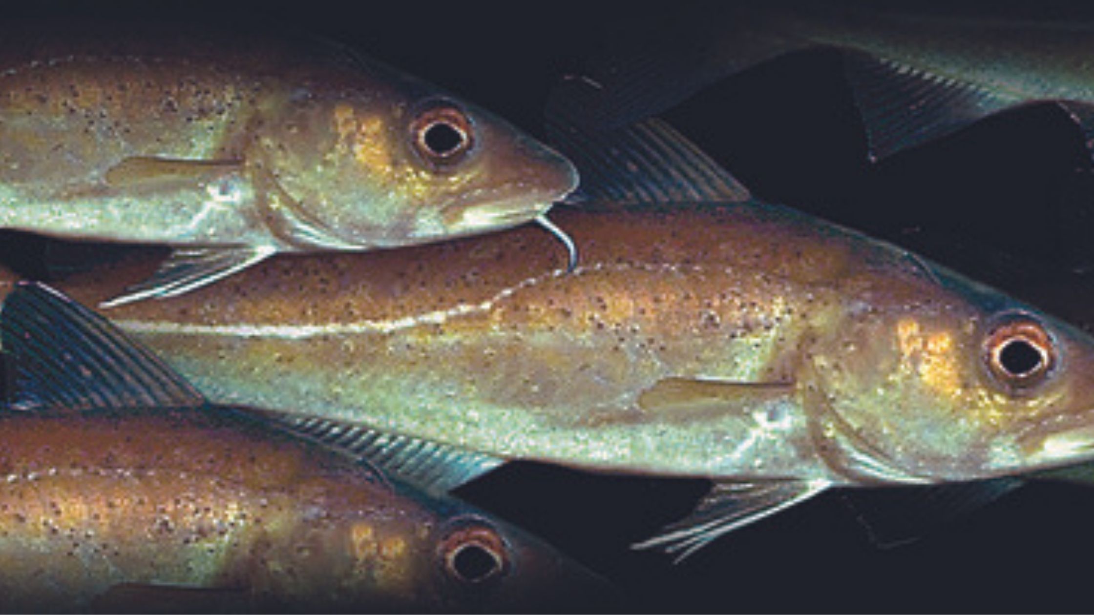 Cod