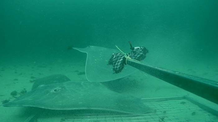 Flapper skate attracted to bait camera