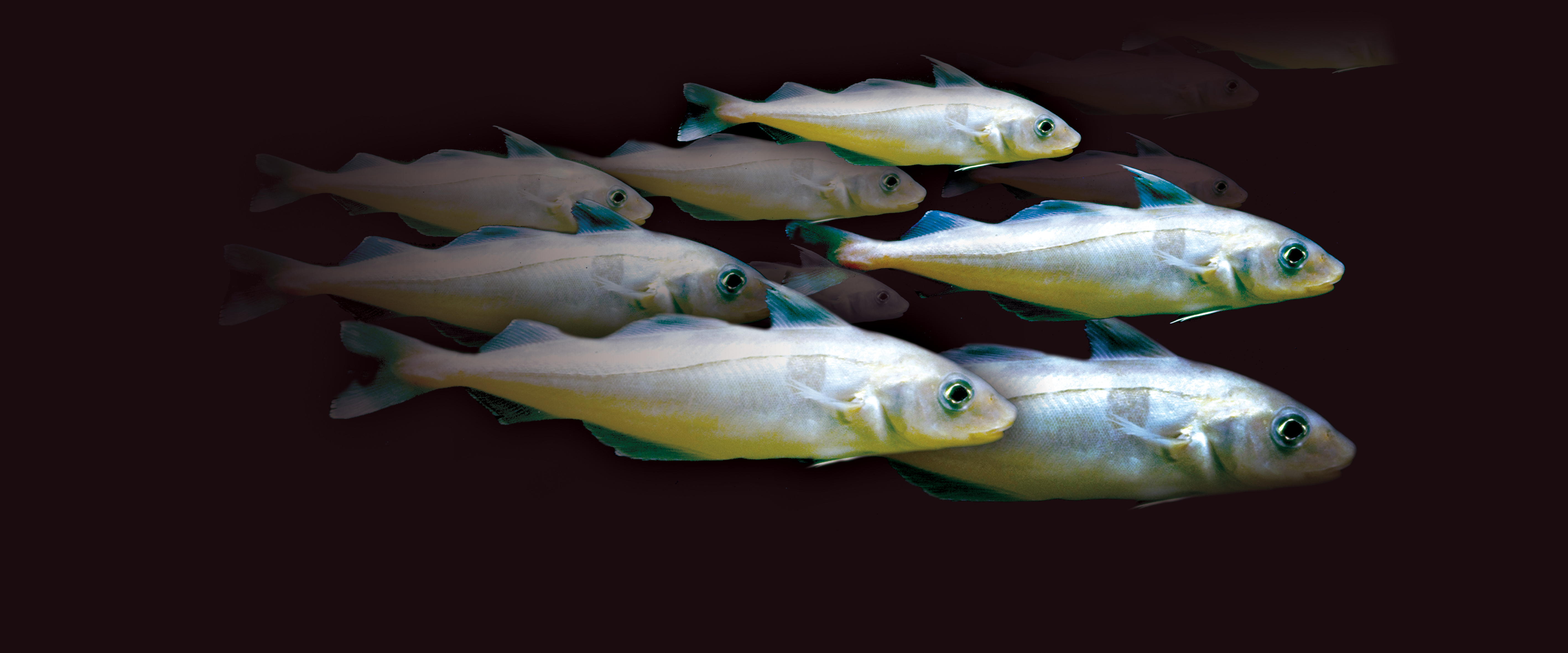 Haddock
