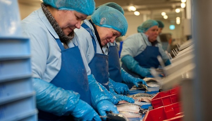 Line of women processing fish, wearing blue aprons, gloves and hairnets