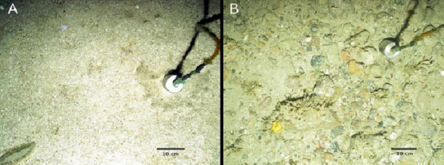 Figure 3: Image A shows sandy sediment with a sea mouse worm in the lower left corner and tusk shells, which are marine molluscs. Image B shows coarse sediments with sponges (including the yellow hedgehog sponge), bryozoans and bivalve mollusc shells.
