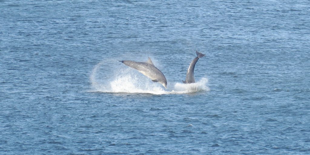Dolphins Playing In Aberdeen Harbour