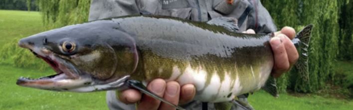 Pink salmon. Picture: Ness District Salmon Fishery Board