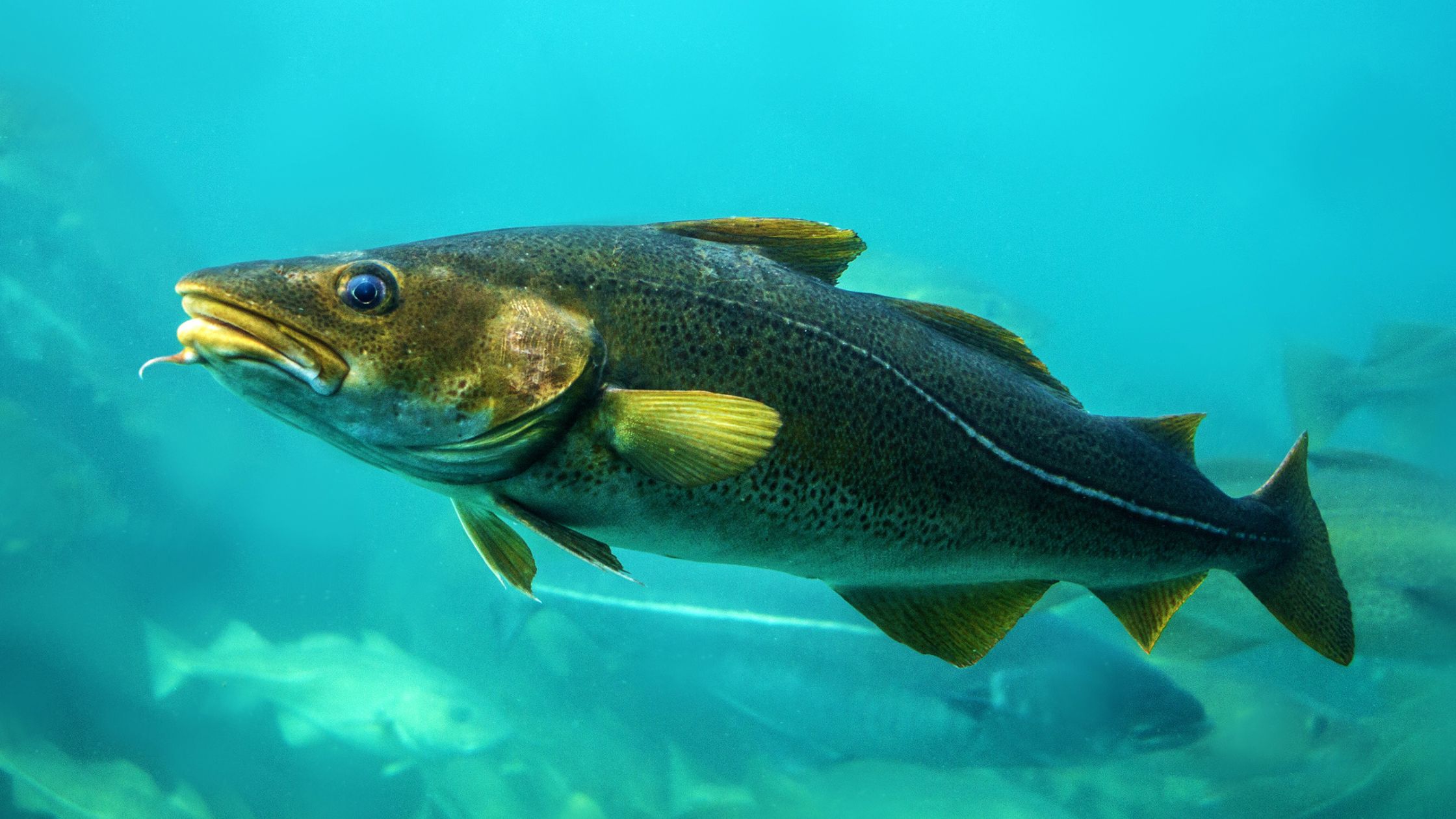 Close up of cod fish swimming. It's scales are green and silver and the sea surrounding it is turquoise.