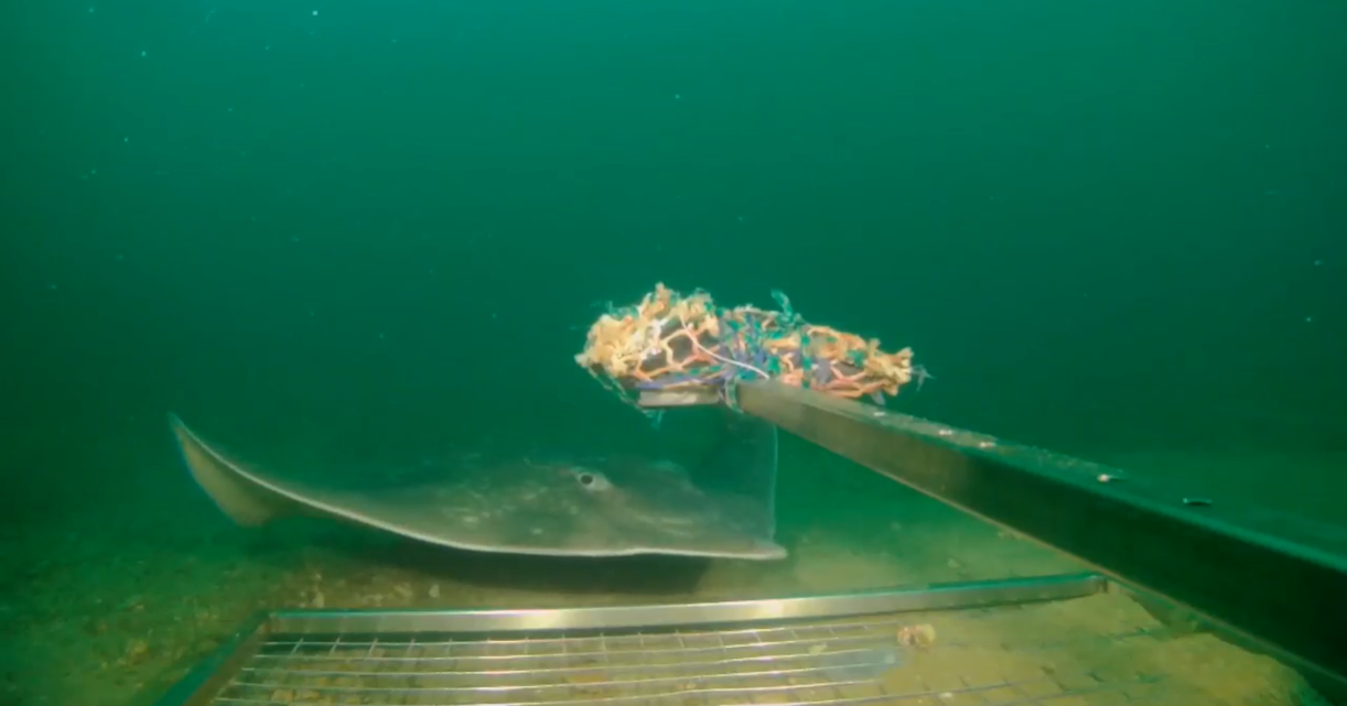 Underwater photograph of a flapper skate swimming towards the camera, lured by food within a net on a pole.