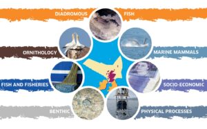 Diagram made up of seven images with labels beside each image - Diadromous fish; Ornithology; Marine mammals; Fish and fisheries; Socio-economic; Benthic; Physical processes