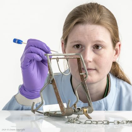 Lucy Webster taking a swab from a trap for DNA testing